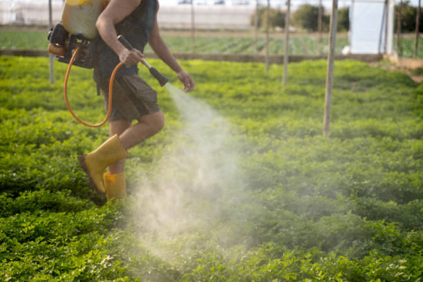Best Affordable Pest Control Services  in Keystone, FL