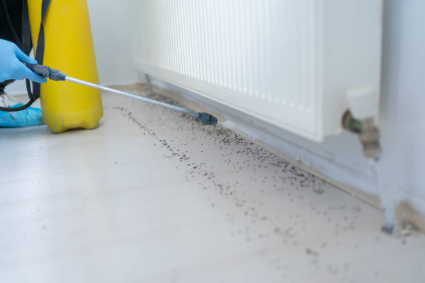 Best Affordable Pest Control Services  in Keystone, FL